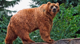 Kodiak Bear963461416 272x150 - Kodiak Bear - Kodiak, Bear